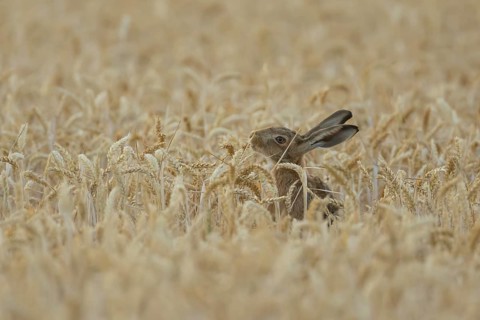 European brown hare (Lepus europaeus) adult animal feeding on a wheat sheath in a farmland field in