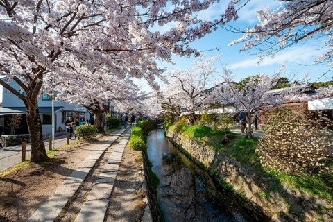 Footpath along a canal, cherry blossoms in spring, Philosopher's Path or Tetsugaku no michi, Kyoto,