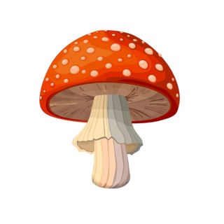 Amanita Muscaria mushroom vector drawing on white