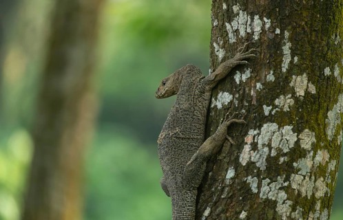 A Bengal monitor or Indian monitor (Varanus bengalensis) climbing a tree in an outdoor environment