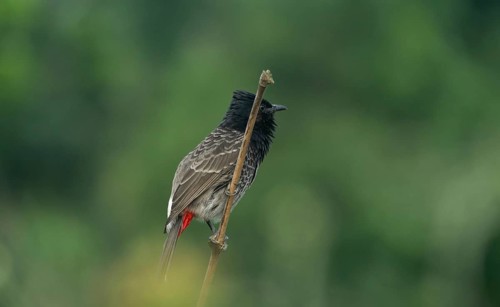 The red vented bulbul (Pycnonotus cafer) stands on a bamboo branch against a green background,