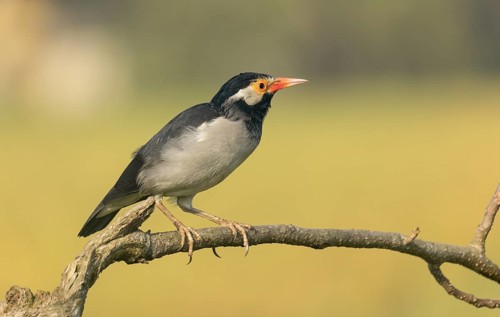 Indian pied myna (Gracupica contra) on a branch with a blurred natural background, Gazipur,