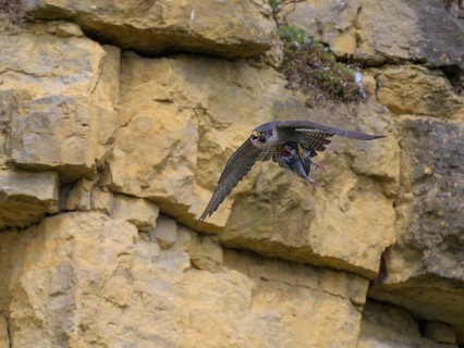 Peregrine falcon (Falco peregrinus), Peregrine falcon, flying with prey on a rock wall, biosphere