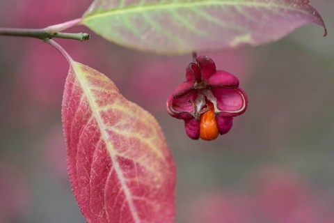 Common spindle bush (Euonymus europaeus), fruits, Emsland, Lower Saxony, Germany