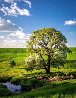 A serene landscape featuring a large tree by a stream at sunset with vibrant green grass and