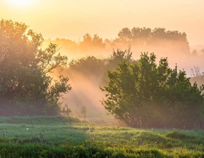A misty field at sunrise with soft light illuminating trees and greenery, creating a serene