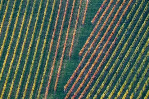 Typical landscape in autumn with vineyards, South Styrian hills, South Styrian wine route, Styria,