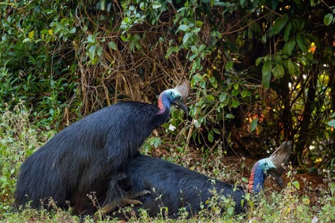 Mating behavior of helmet cassowaries in the Queensland rainforest Australia
