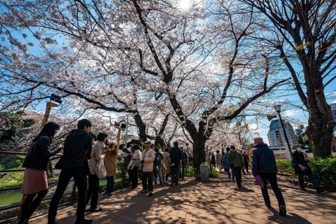 People walking under blooming cherry trees, Japanese cherry blossoms in spring, Hanami Festival,