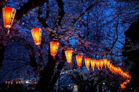 Blooming cherry trees and illuminated lanterns with Japanese lettering in the evening, blue hour,