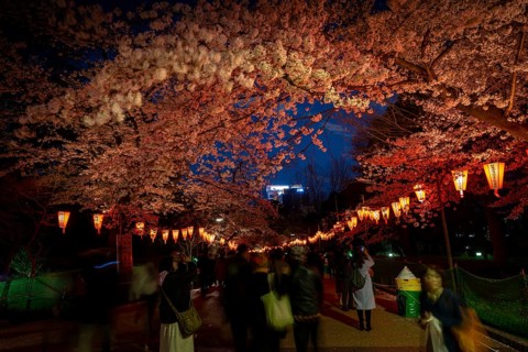 People walking through the park, blooming cherry trees and illuminated lanterns with Japanese
