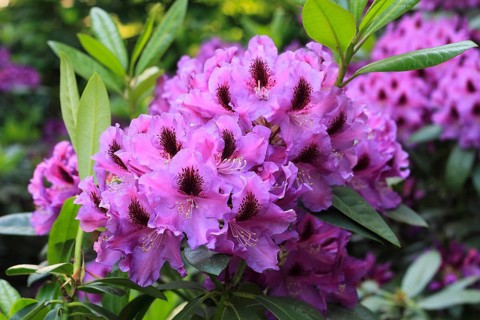 Rhododendron flowers (Rhododendron), North Rhine-Westphalia, Germany