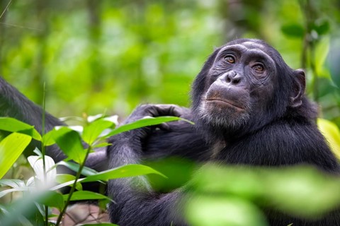 Animal portrait, chimpanzee (Pan Troglodytes) looking longingly, hopeful, adult male between leaves