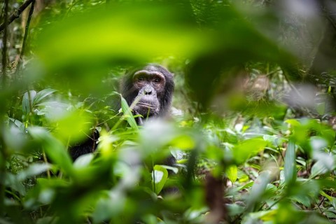 Chimpanzee (Pan Troglodytes), male looking thoughtfully, on the ground, mood, green jungle in