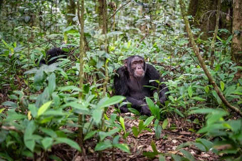 Chimpanzee (Pan Troglodytes), male on the ground, jungle in Kibale National Park, Uganda