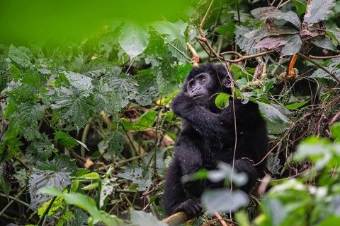Mountain gorilla (Gorilla beringei beringei), juvenile, Bwindi Impenetrable Forest, Uganda
