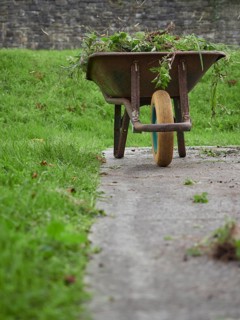 Rusty wheelbarrow full of weeds and grass clippings after gardening work