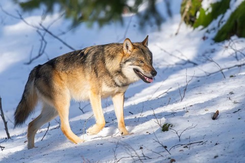European gray wolf (Canis lupus lupus) walking in a forest in winter, snow, Bavaria, Germany
