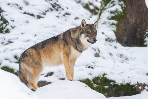 European gray wolf (Canis lupus lupus) standing in a forest in winter, snow, Bavaria, Germany