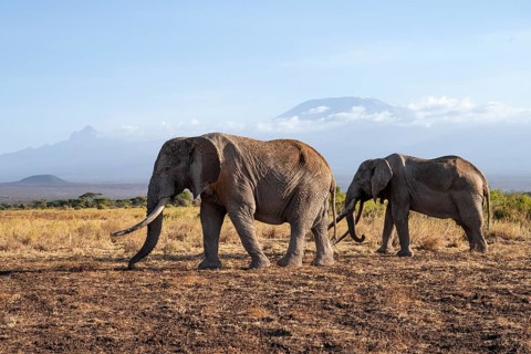Two African elephants (Loxodonta africana) in a picturesque landscape with the summit of Mount