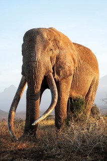 African elephant (Loxodonta africana), the famous Super Tusker elephant Craig, old male with long