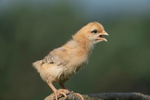 Newborn chick standing on a tree branch