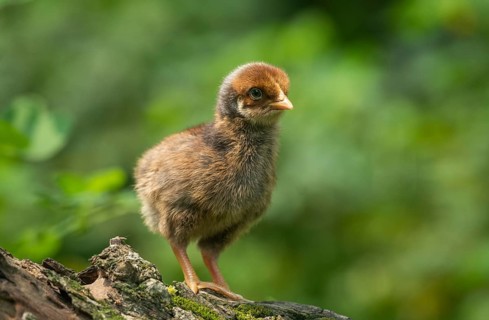 Newborn chicken standing on a tree