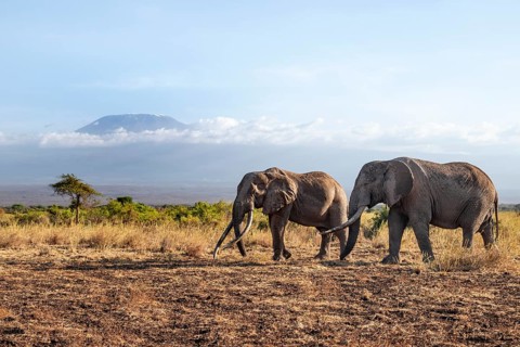 Two African elephants (Loxodonta africana) in a picturesque savanna landscape with the summit of