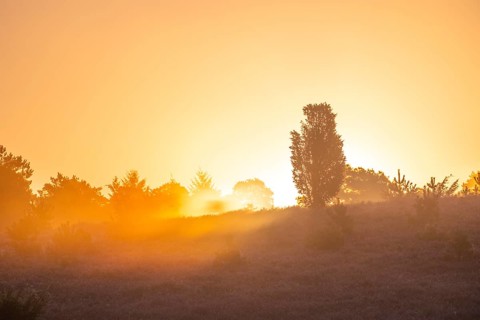 Golden sunbeams over the blooming Lüneburger Heide near Niederhaverbeck