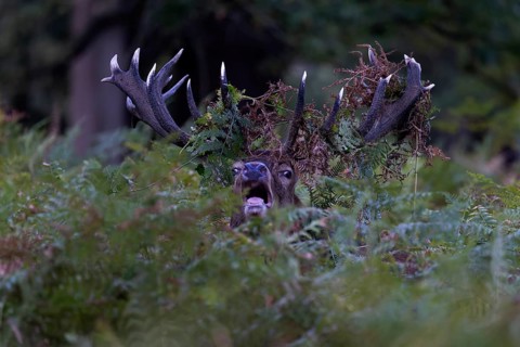 Red deer at the rutting 2025, London, Great Britain