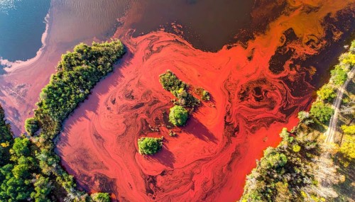 Red algae plant on the lake. abstract ecology nature concept, wild landscape with vibrant red