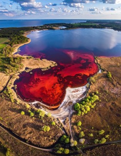 Red algae plant on the lake. abstract ecology nature concept, wild landscape with vibrant red