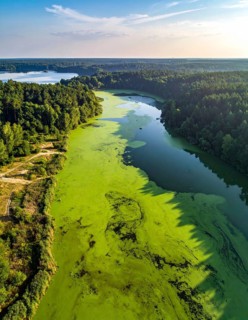 Green algae on the lake. Aerial view of nature, landscape with hills and forest in summer, cloudy