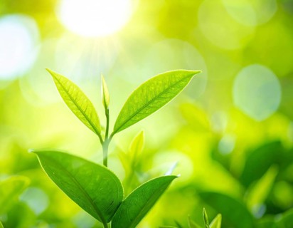 Natural green leaves plants, spring ans summer background cover page, golden soft light, green and