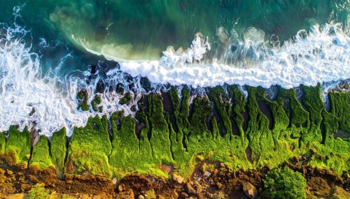 Green algae on the sandy shore of an ocean. Fascinating phenomenon of wild coastline with green