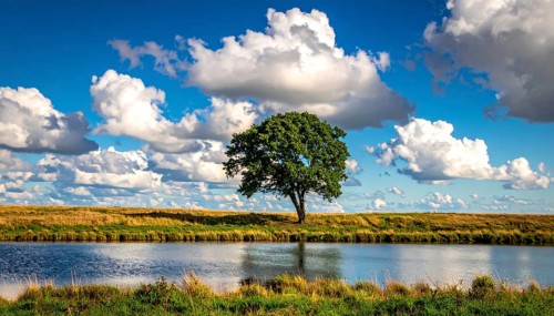 Single and lonely tree near to a lake, meadow and lot of wild grass around, hilly wilderness