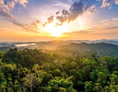 Banner background of tropical forest landscape scene, green wild jungle, cloudy sky at morning,