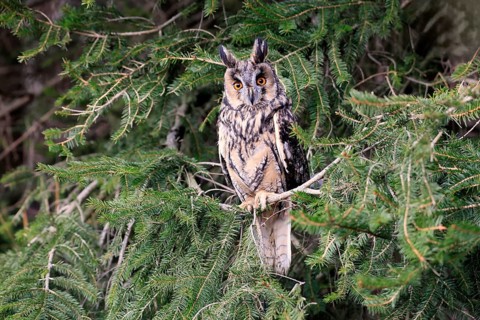 Long-eared owl (Asio otus), adult, on tree, in winter, alert, Bohemian Forest, Czech Republic,