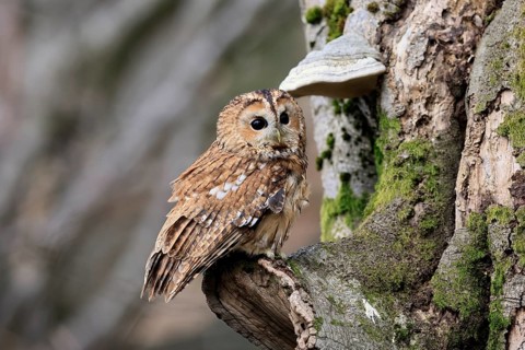 Tawny owl (Strix aluco), adult, on tree, in winter, alert, Bohemian Forest, Czech Republic, Europe,