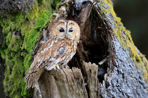 Tawny owl (Strix aluco), adult, perch, on tree, in winter, alert, Bohemian Forest, Czech Republic,