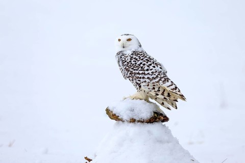Snowy owl (Nyctea scandiaca), snowy owl, adult, alert, in snow, perch, in winter, Bohemian Forest,