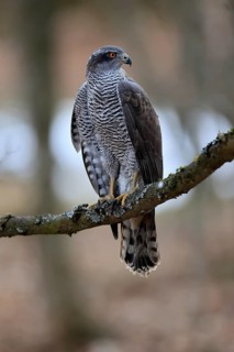 Hawk (Astur gentilis), adult, female, on tree, in winter, alert, Bohemian Forest, Czech Republic,
