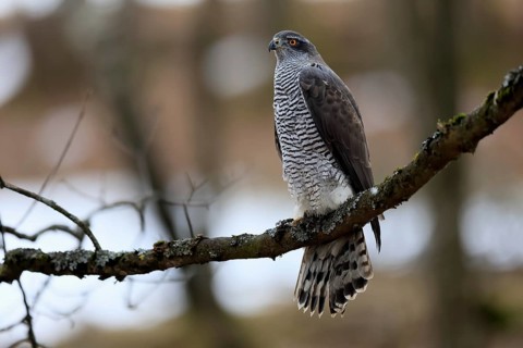 Hawk (Astur gentilis), adult, female, on tree, in winter, alert, Bohemian Forest, Czech Republic,