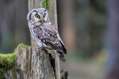 Roughfoot owl (Aegolius funereus), groufoot owl, adult, perch, alert, in winter, Bohemian Forest,