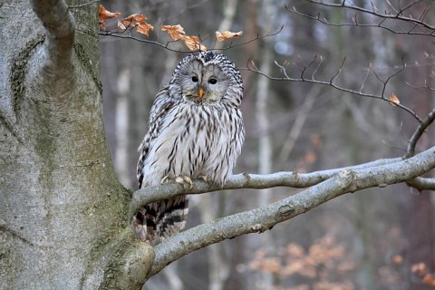 Hawk owl (Strix uralensis), adult, in winter, on tree, Bohemian Forest, Czech Republic, Europe,