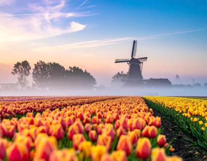 Fog covered landscape in sunrise with tulip fields and windmill in background, AI generated