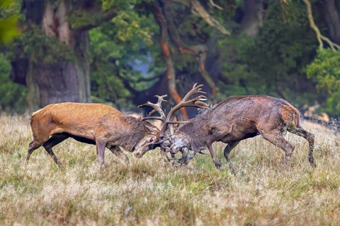 Two rutting red deer (Cervus elaphus) stags fighting by locking antlers during fierce mating battle