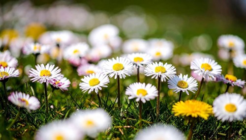 A sunny meadow with daisies in full bloom under bright sunlight, creating a vibrant and cheerful
