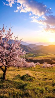 Landscape with a blooming apricot tree, idilyc spring nature, green grass and mountains in