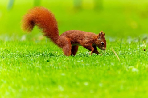 Squirrel (Sciurus vulgaris), wildlife, Germany